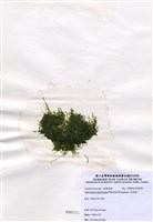 藏品(指枝藻)的圖片